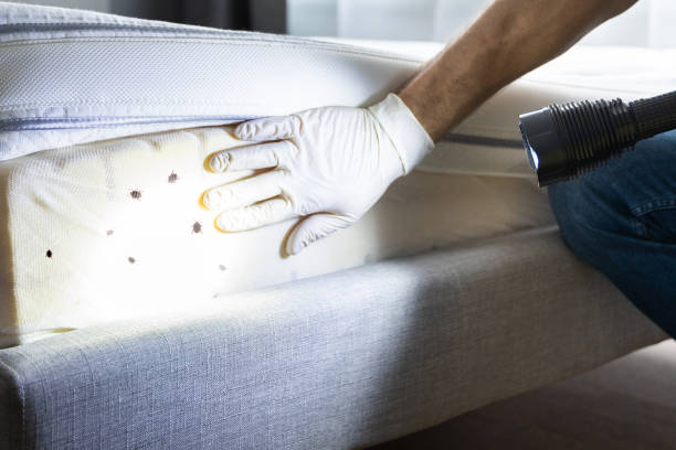 Best Emergency Pest Control  in Pretty Bayou, FL