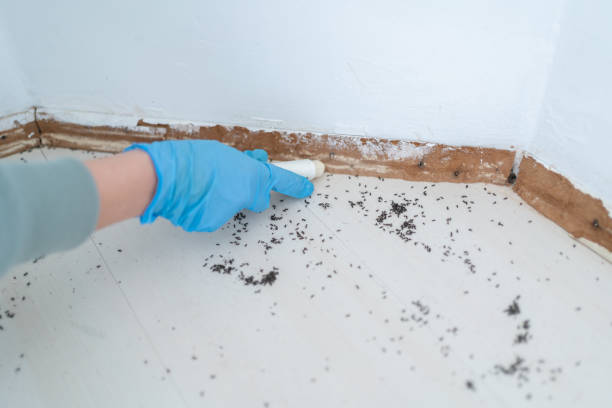 Best Residential Pest Control  in Pretty Bayou, FL